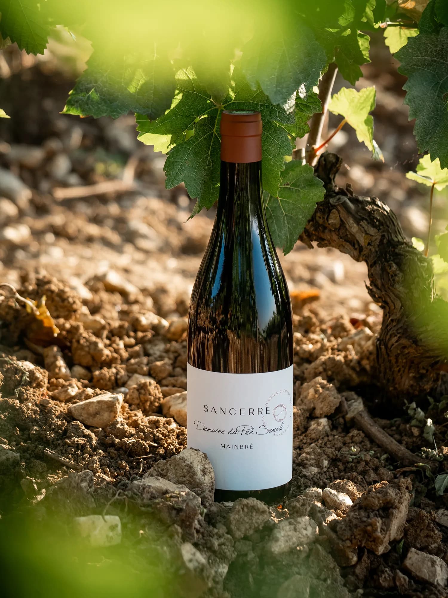 Une bouteille du Domaine du Pré Semelé au pied d'un cep