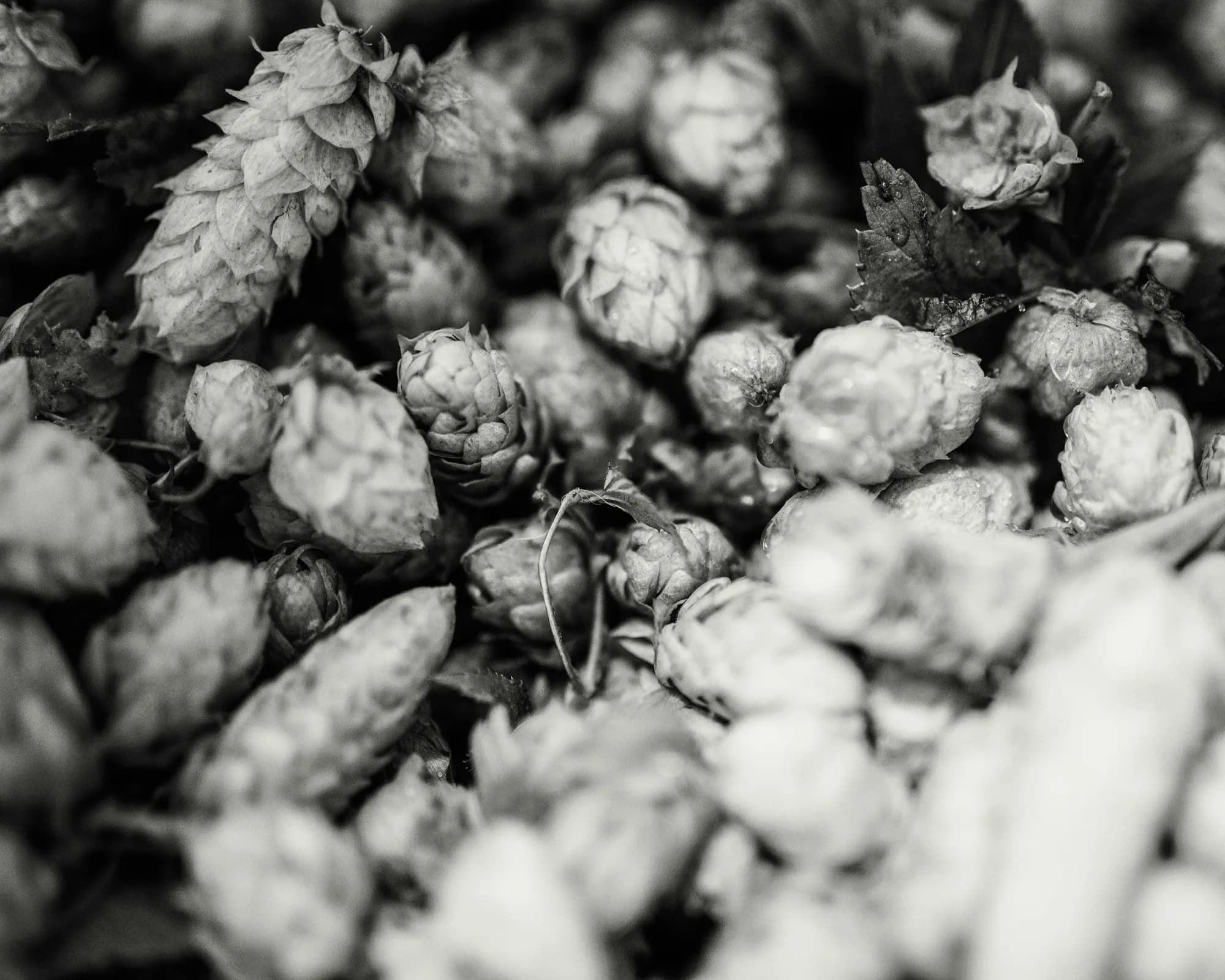 Cônes de houblon frais en gros plan